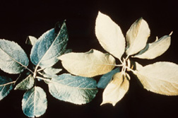 Feeding injury by European red mite to apple leaves.