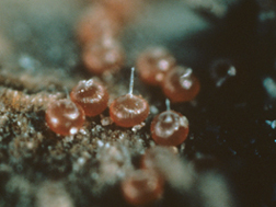 European red mite eggs are spherical with a slender stalk on top.