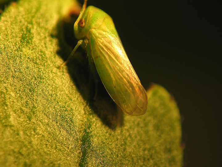 Rose leafhoppers: natural control - Plantura