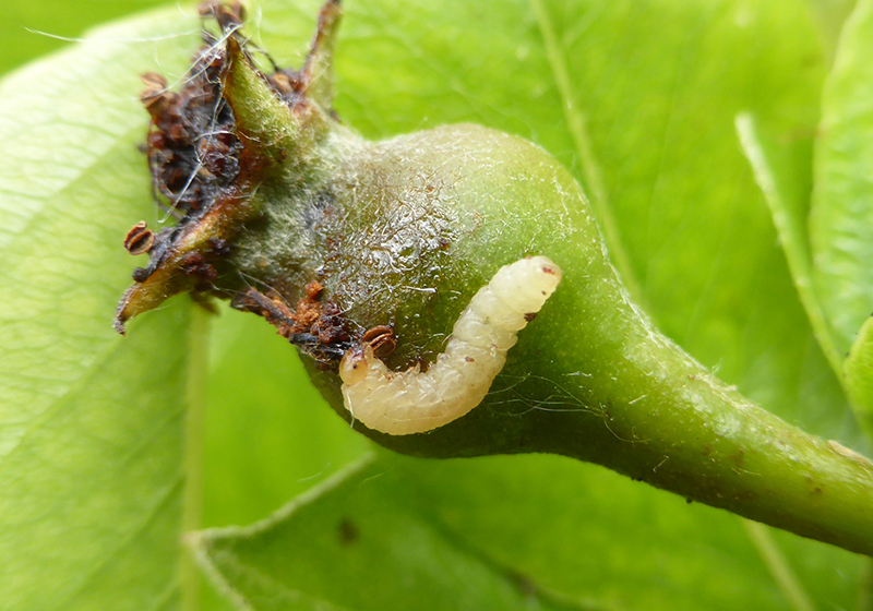 Pear fruit sawfly larva.