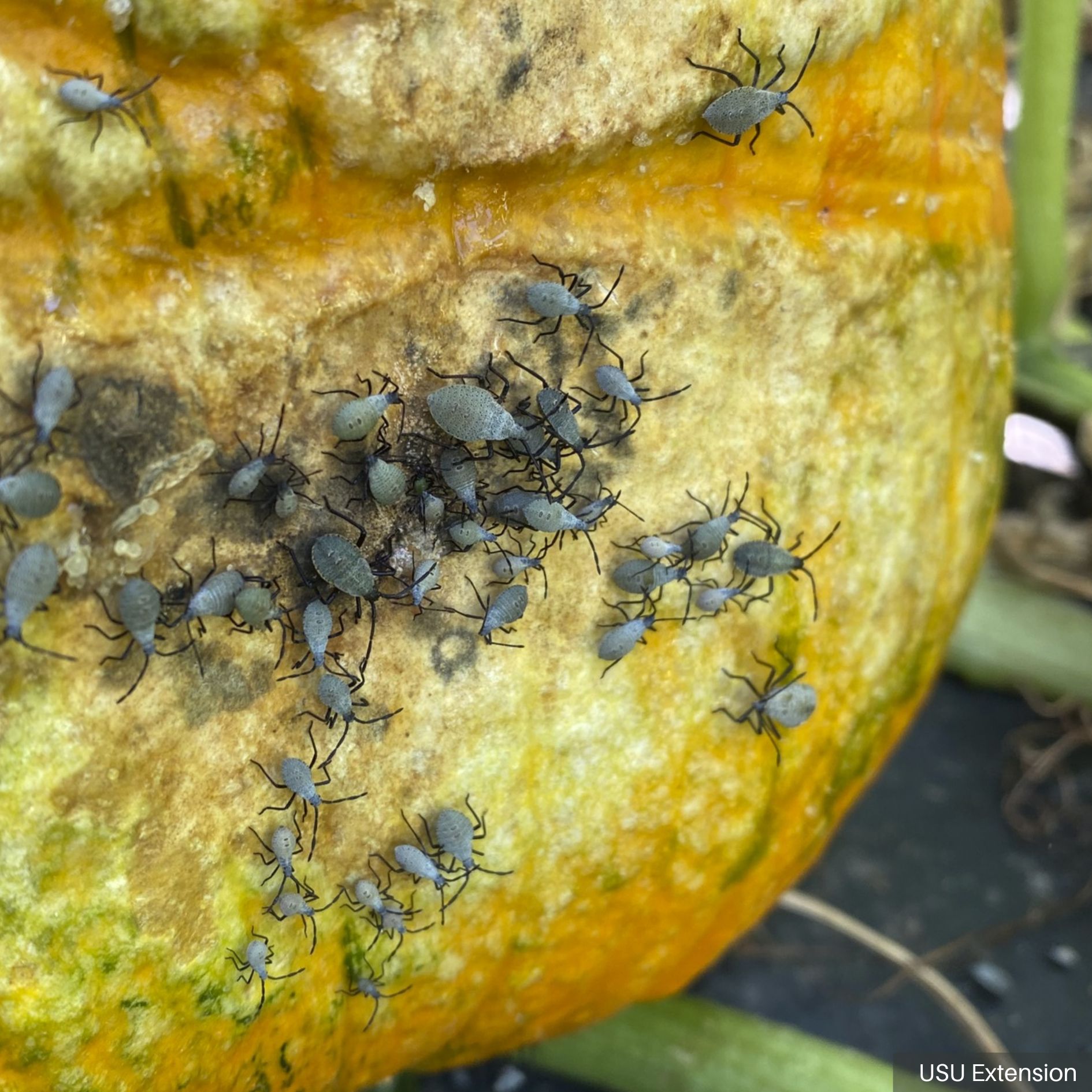 Squash Bug Nymphs Feeding on a Pumpkin