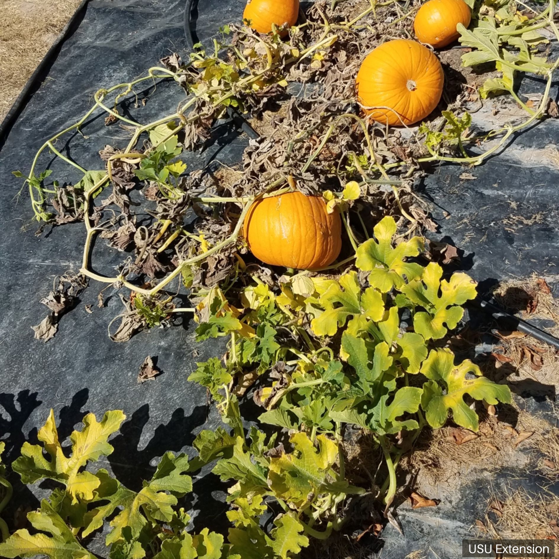 Feeding Damage on Pumpkins