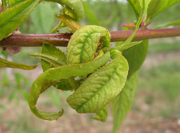 Green peach aphid causing symptoms of curled leaves.<br><h6>(Marion Murray, USU)</h6>