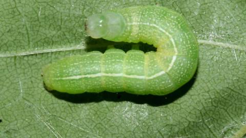 Speckled Green Fruitworm