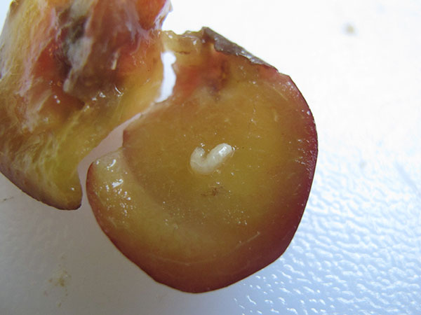 Apple maggot larva.