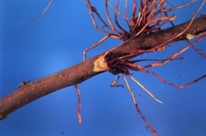 Roots and rootstock infected with phytophthora. Root rots of this sort can be determined by the discoloration of vascular tissue and the cortical root tissue.