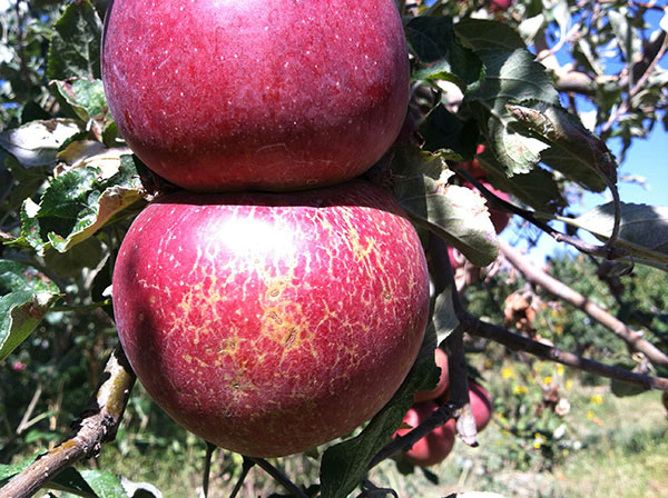 Russeting on fruit from apple powdery mildew.