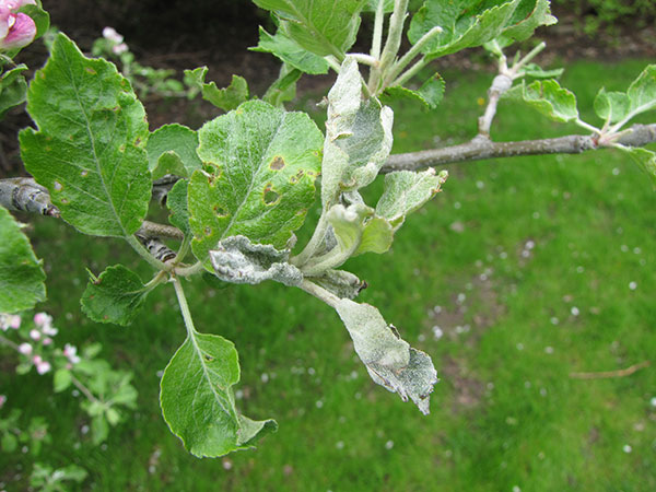 Apple powdery mildew leaf damage.
