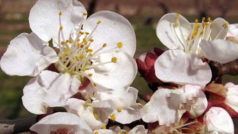 Overview of Apricot Pests