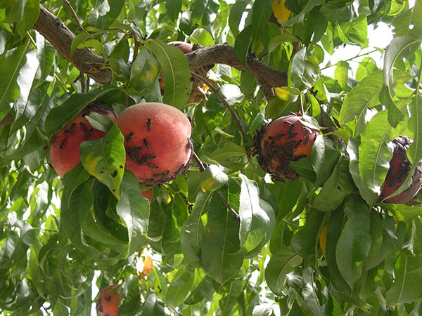 Boxelder adults on peaches.