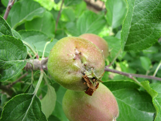 Early season feeding on apple fruits by nymphs, results in corky bumps and occasionally in fruit distortion.