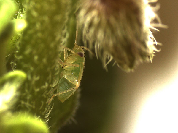 Young nymphs cause fruit injury on apples when they feed on blossom calyxes and developing fruit.