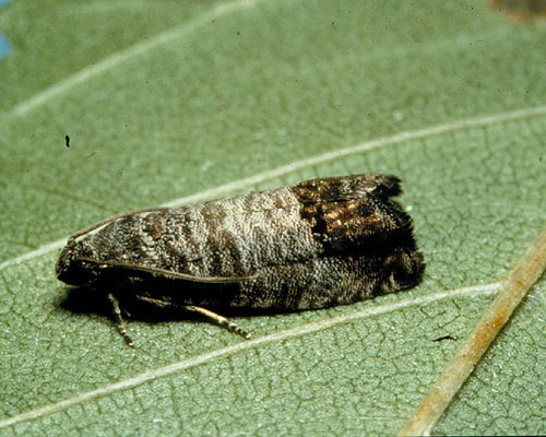 Codling moth adult.
