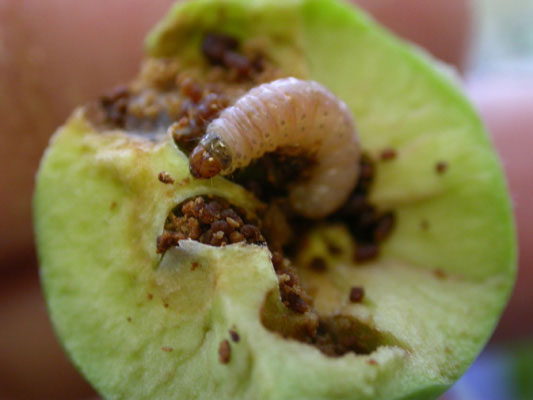Codling moth larva.