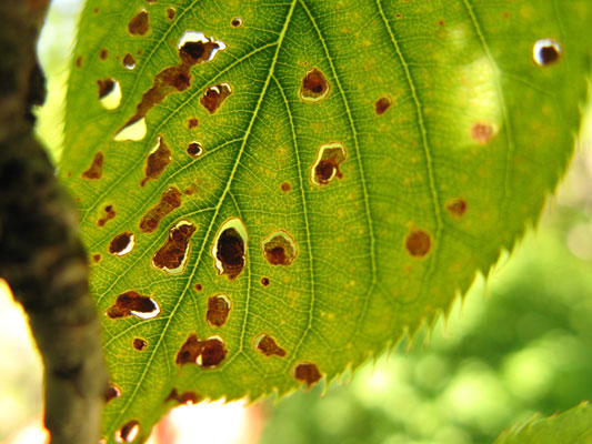 Coryneum blight on leaf (shothole).