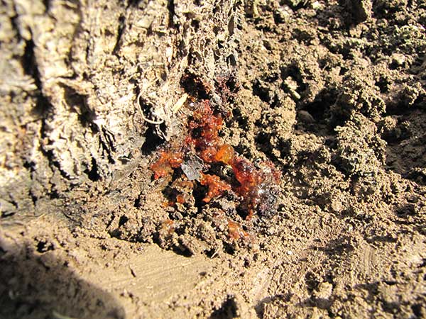 Sap oozing at the base of the tree in response to borer attack.