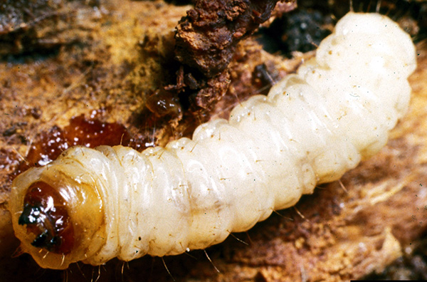 Peachtree borer larva.