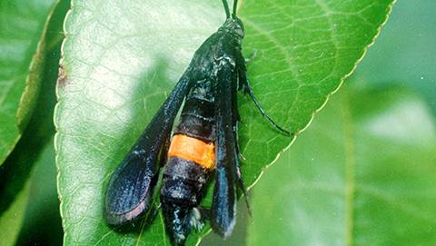 Greater Peachtree Borer (Synanthedon exitiosa)