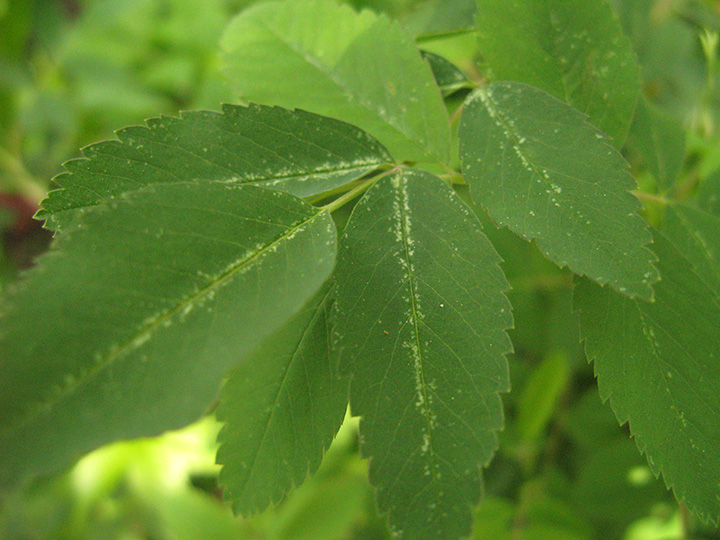 Leafhoppers cause a stipling pattern of injury, along leaf veins.