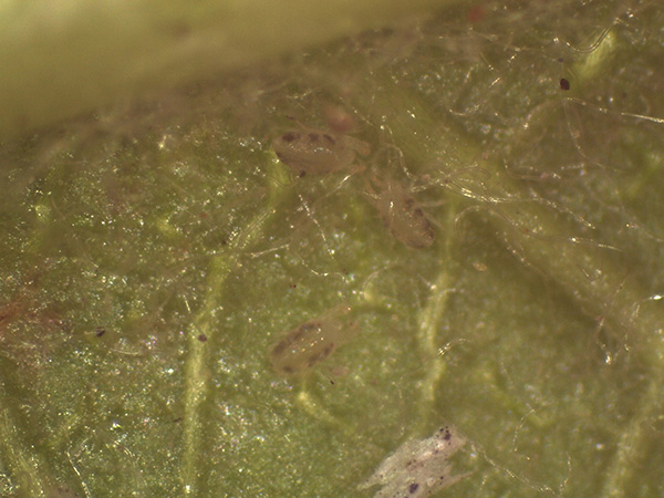 McDaniel spider mites.