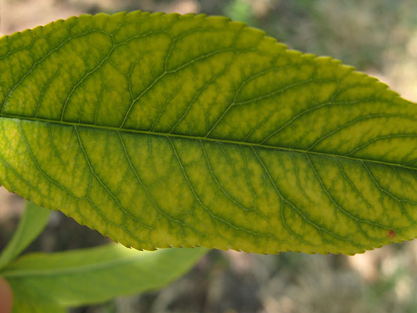 Iron chlorosis on a peach leaf.