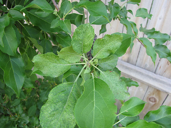Pear rust mite damage on leaves.