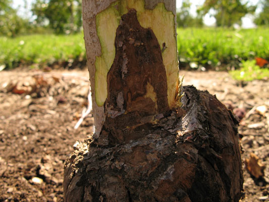 Apple tree rootstock infected with phytophthora.