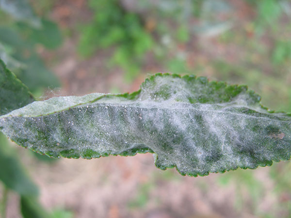 Powdery mildew on a cherry leaf.