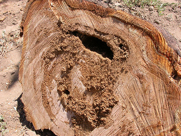 Prionus root borer larval damage.