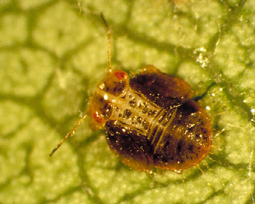 Pear psylla late stage nymph.