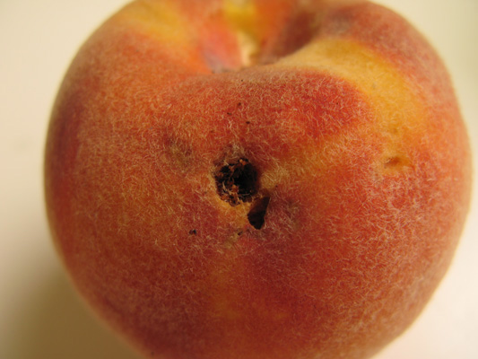 Entry hole in peach from peach twig borer.