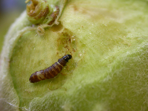 Young peach twig borer larva on peach.
