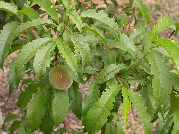 Root weevil damage to peach leaves.
