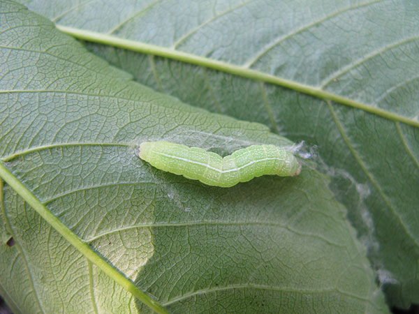 Speckled green fruitworm larva.