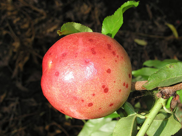 San Jose scale on apple fruit; note red halos around each scale.