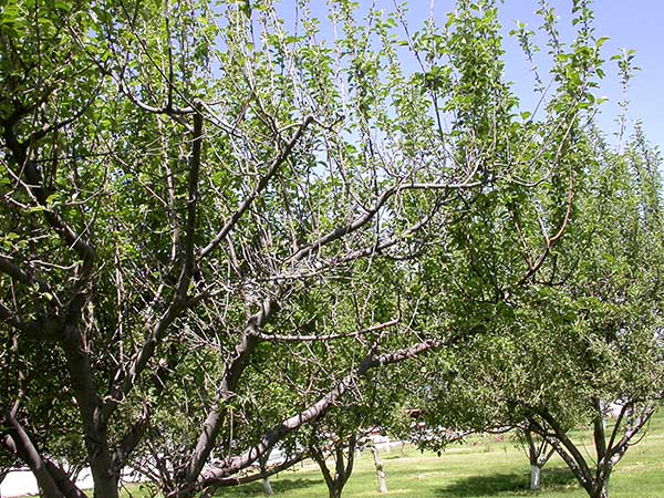 Apple tree canopy dieback caused by San Jose scale infestation.