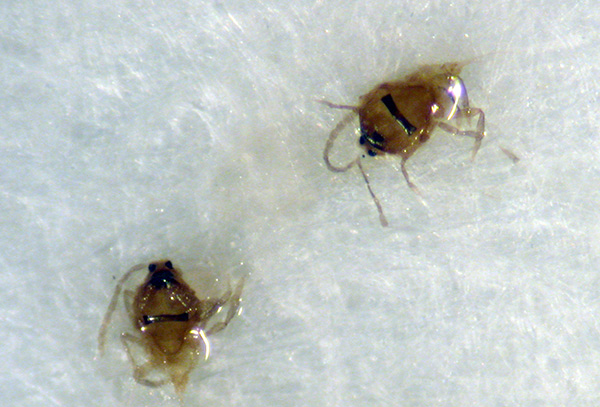 Adult males caught in pheremone trap; note the dark band across the back and long antennae.