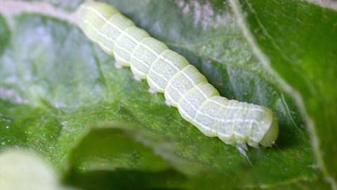 Speckled Green Fruitworm (Orthosia hibisci)