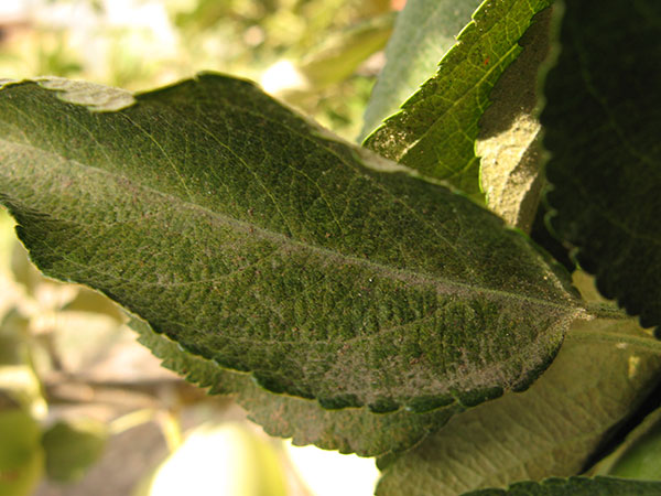 Spider mite injury to an apple leaf. Note stippling and debris caught in webbing on the leaf.