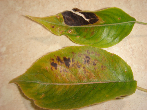 Spider mite injury to pear can cause rapid and severe leaf burn.
