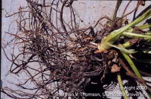 Affected structural roots are entirely rotted and dark.