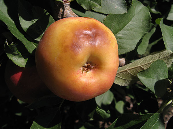 Sunburn damage on apple.