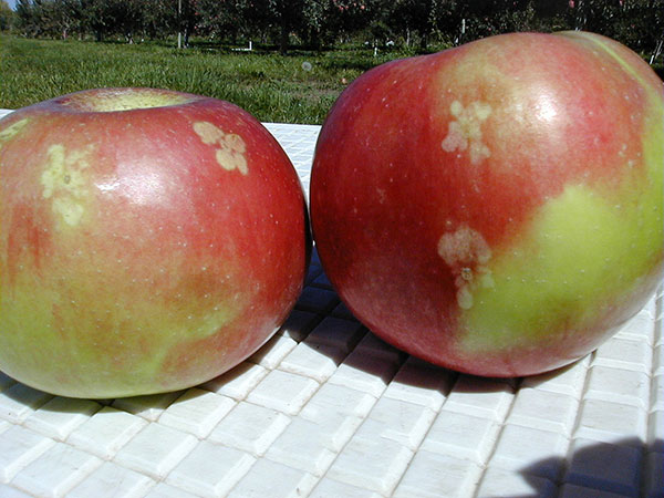 Thrips "pansy spot" on mature Idared apples.