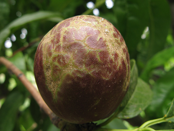 Thrips russeting damage to a nectarine.