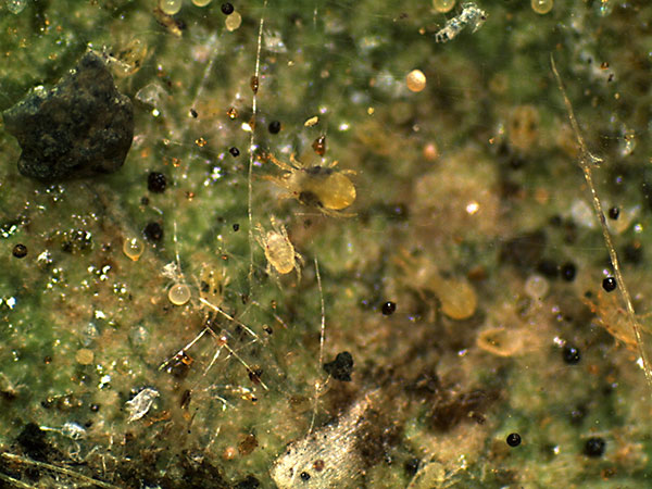 Twospotted spider mites.