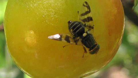 Western Cherry Fruit Fly (Rhagoletis indifferens)