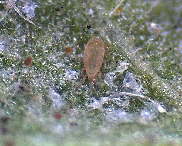 The western predatory mite is the most important predator in Utah orchards. It is teardrop-shaped and moves quickly.