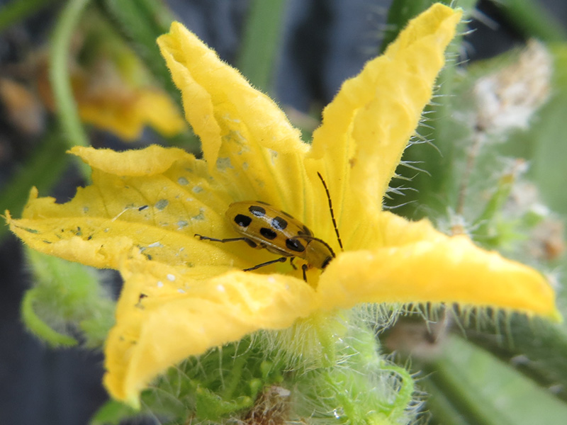 Western spotted Cucumber beetle. 