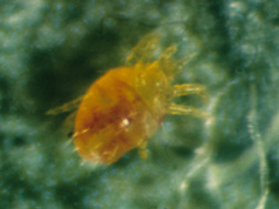 <i>Zetzellia mali</i> is a secondary predator, mostly of European red mite and rust mites, but will also feed on spider mite eggs.