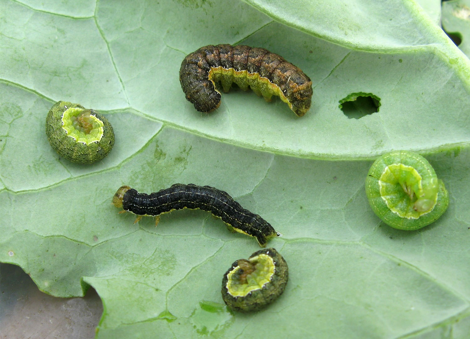 five Bertha army worm larvae